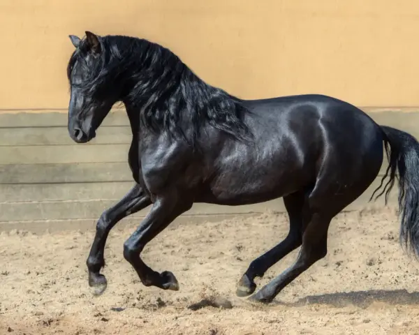 Ein schwarzes Pferd der pre pferderasse galoppiert auf sandigem Boden. Sein glänzendes Fell und die wallende Mähne sind beeindruckend.