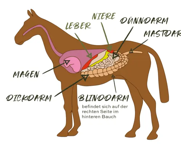 Schema des Pferdedarms mit Magen, Leber, Nieren, Dünn- und Dickdarm. Wichtig für das Verständnis von Verdauungsproblemen Pferd.