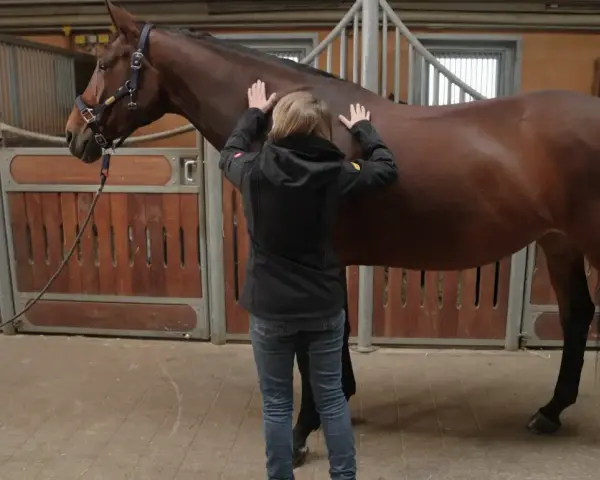 Ein braunes Pferd in einer Stallbox, das leicht zittert, während eine Person seine Flanke streichelt.