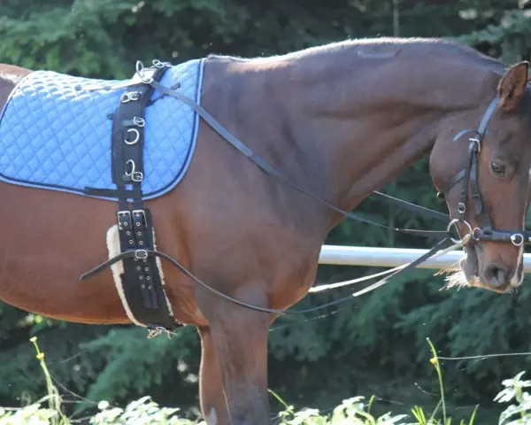 Braunes Pferd mit blauem Sattel und korrekt angelegtem Longiergurt.