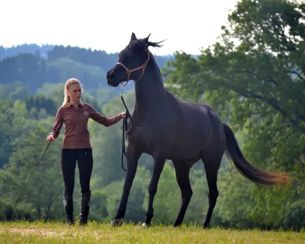 Ein junges Pferd wird frech und tänzelt vor einer jungen Frau, die es an der Longe führt. Die Szene spielt auf einer grünen Wiese vor bewaldeten Hügeln.