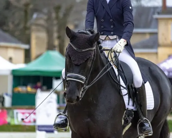 Schwarzes Pferd mit Reiterin in Dressurkleidung, bereit für die Prüfung. Diese Dressur Rassen sind für ihre Eleganz bekannt.