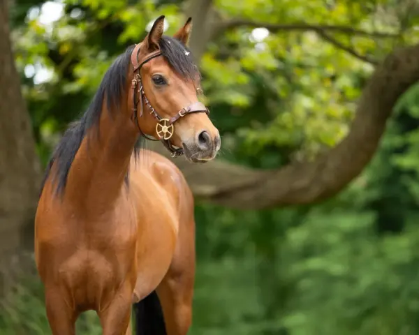 Ein braunes Araber Pferd mit schwarzer Mähne und einem Lederhalfter steht im Grünen.