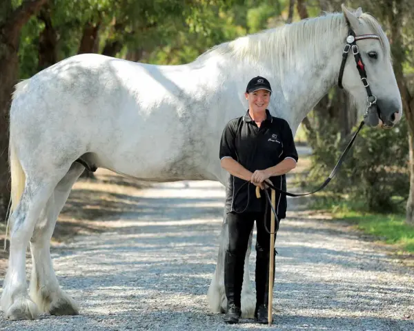 Eine Frau steht neben einem majestätischen weißen Shire Horse. Die Shire Horse Kosten sind hoch, aber die Schönheit ist unbezahlbar.