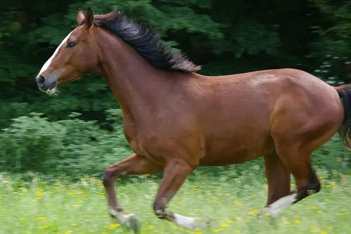 Ein braunes Warmblut Pferd galoppiert über eine blühende Wiese, sein schwarzes Haar weht im Wind.