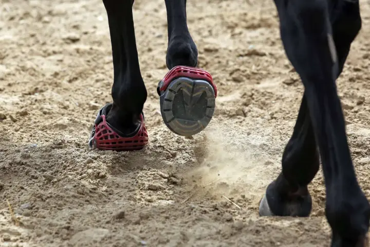 Schwarzes Pferd mit roten Hufschuhen auf sandigem Boden. Ein Hufschuh wirbelt Staub auf.