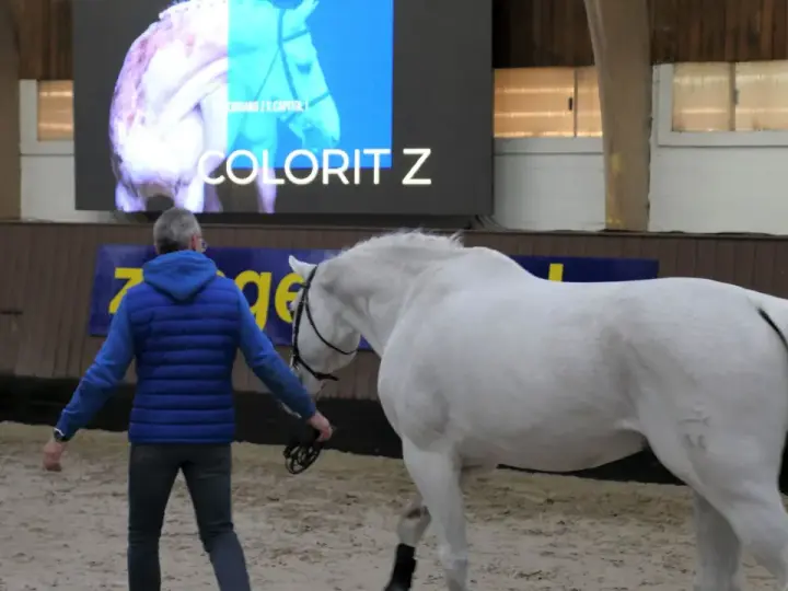 Ein Mann führt ein weißes Pferd. Auf dem Bildschirm im Hintergrund steht "COLORIT Z", eine bekannte Pferderasse mit Z.