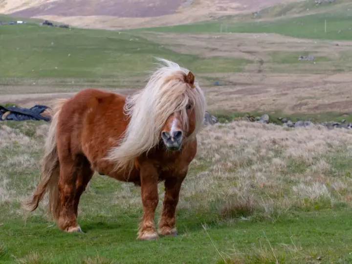 Ein brauner Shetland-Pony mit wallender Mähne steht auf einer grünen Wiese.