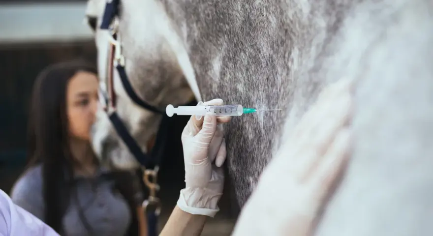 Tierärztin verabreicht einem Pferd eine Injektion. Die Spritze mit Rivanol wird vorsichtig in das Fell des Tieres eingeführt.
