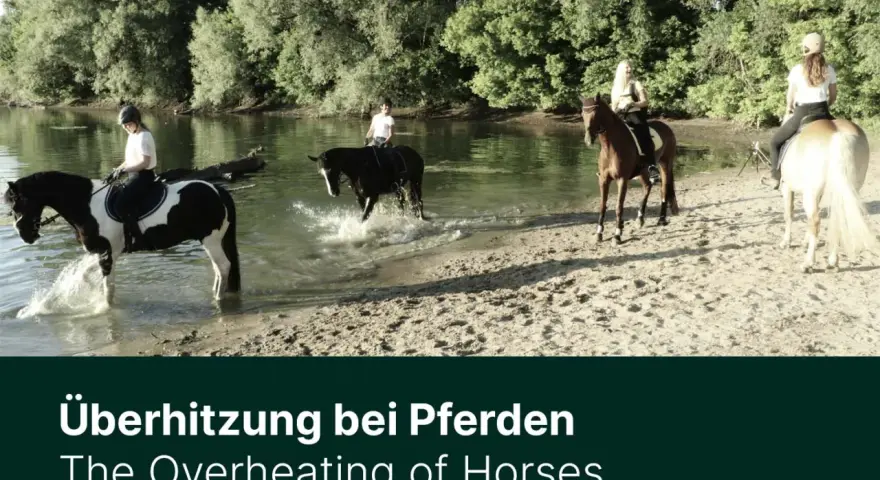 Reiter kühlen ihre Pferde im Fluss, um der Hitze zu entkommen.