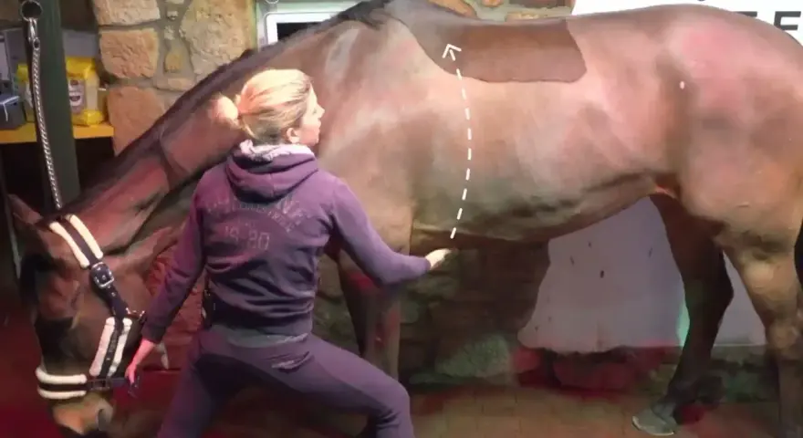 Eine Frau in Trainingskleidung macht eine Yoga-Übung mit einem Pferd. Sie berührt sanft den Bauch des Pferdes, während es ruhig steht.