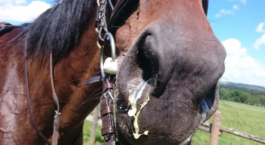 Ein braunes Pferd mit einem Zaumzeug, dessen Nüstern mit gelblichem Schleim bedeckt sind. Möglicherweise ein Anzeichen für allergischen Husten beim Pferd.
