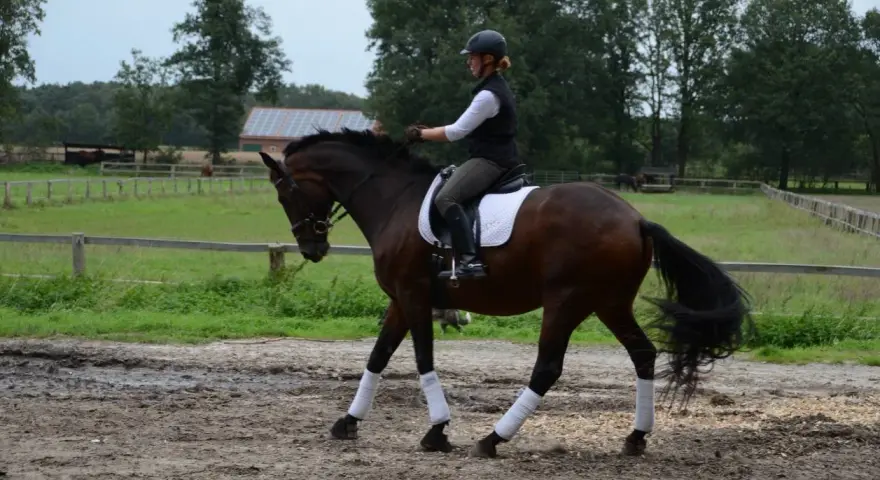 Reiterin mit Helm und weißer Weste reitet auf braunem Pferd mit Bandagen an den Beinen. Sie übt auf dem Reitplatz.