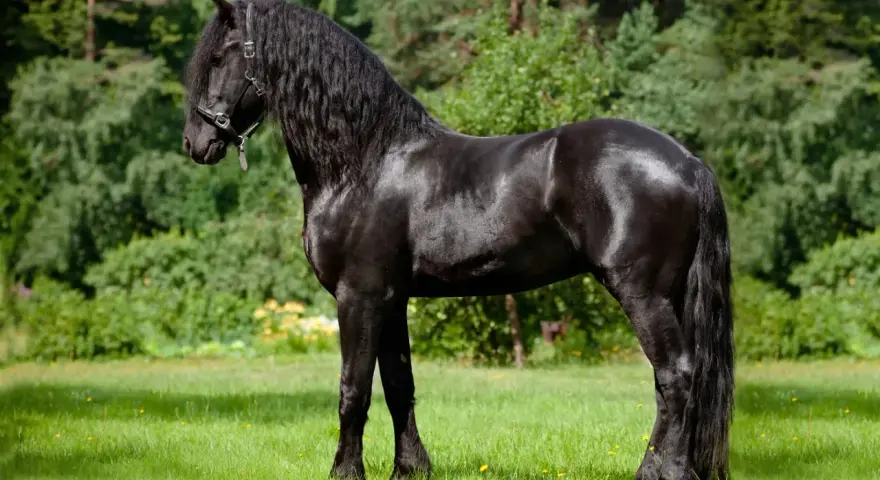 Ein majestätisches Friesenpferd mit glänzend schwarzem Fell und langer Mähne steht auf einer grünen Wiese vor Bäumen.