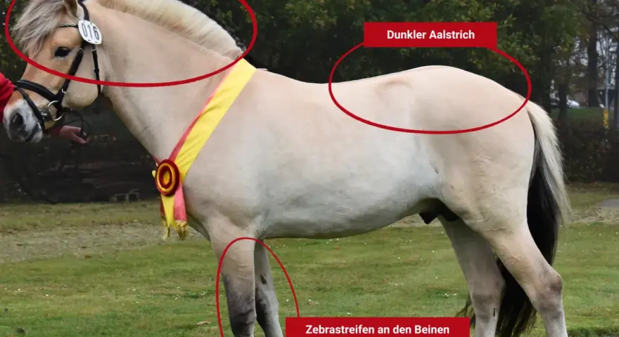Ein Fjordpferd, eine kleine Pferderasse, mit charakteristischer Mähne und Zebramuster an den Beinen.