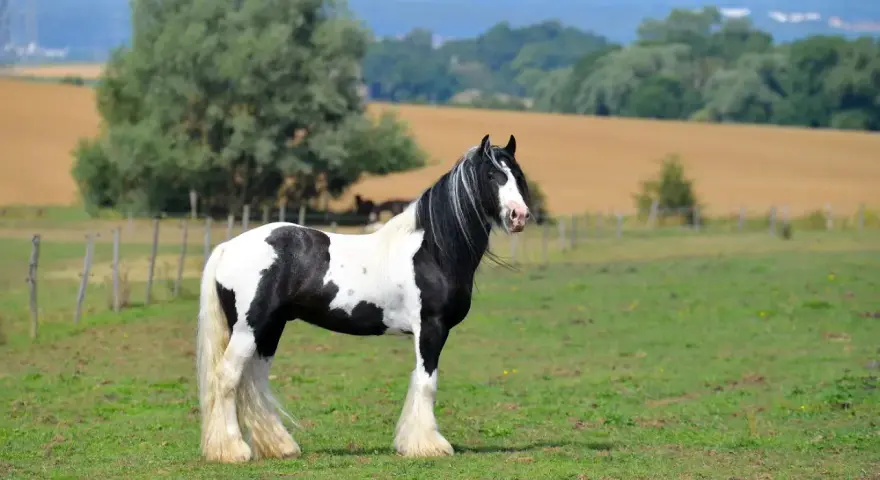 Ein majestätisches Tinker Pferd mit schwarz-weißer Fellzeichnung steht auf einer grünen Wiese.