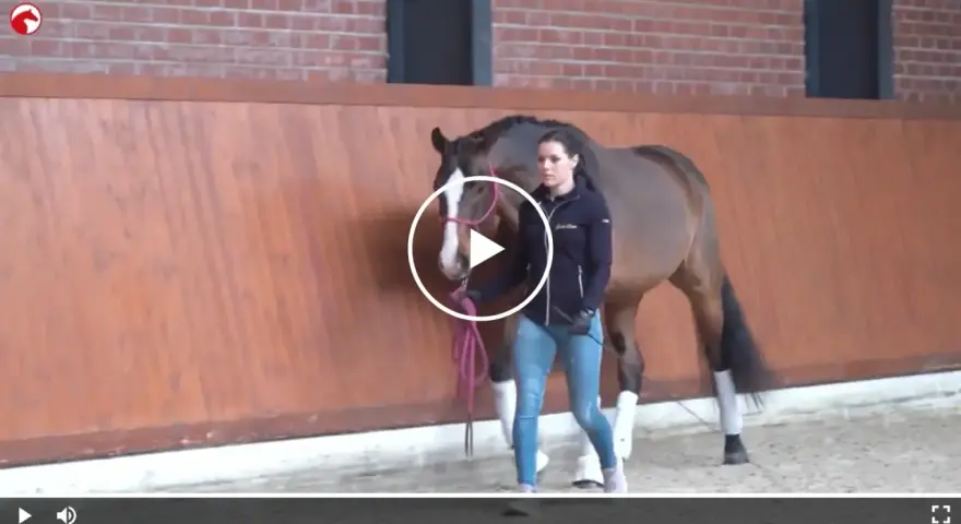 Eine Frau übt mit einem Pferd im Roundpen. Das Clickertraining mit dem Pferd zeigt eine harmonische Zusammenarbeit.