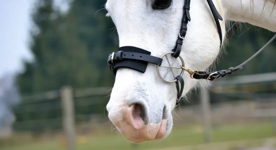 Ein weißes Pferd mit einem gebisslosen Zaumzeug. Sanfte Kommunikation beim gebisslos reiten.