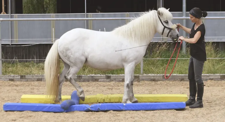 Eine Frau übt mit einem weißen Pferd Bodenarbeit. Das Pferd überquert geschickt bunte Hindernisse.