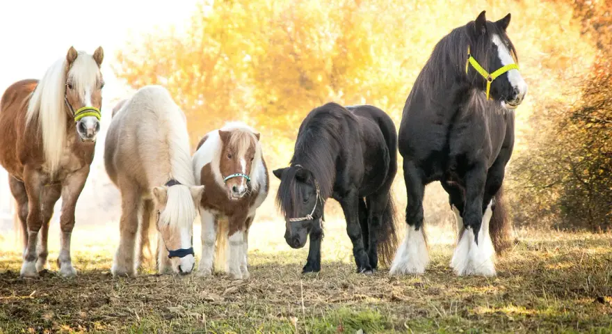 Fünf Pferde, darunter Ponys und ein Shire Horse, stehen nebeneinander. Eine Pferderasse mit C ist nicht klar erkennbar.