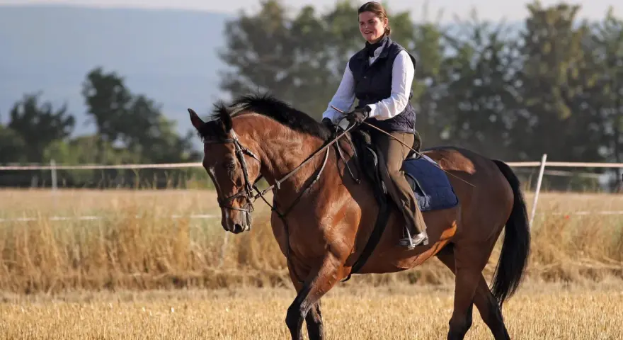 Reiterin auf braunem Pferd im Feld, die Zügel scheinen die Martingal Wirkung zu unterstützen, um den Kopf des Pferdes in Position zu halten.