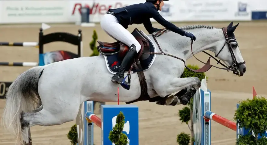 Reiterin und Schimmel springen über Hindernis. Der Aufbau der **Springgymnastik** zeigt die Eleganz und Kraft des Pferdesports.