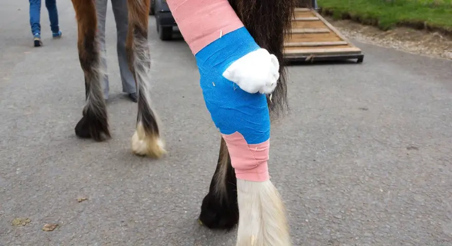 Pferdebiss am Bein: Verband aus rosa und blauer Binde schützt die Wunde. Was tun bei einem Pferdebiss?