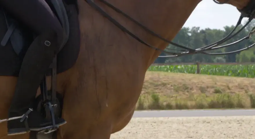 Ein Reiter auf einem braunen Pferd, das schnell schwitzt. Man sieht die Beine des Reiters in schwarzen Reithosen und Stiefeln, die Zügel und den Hals des Pferdes.
