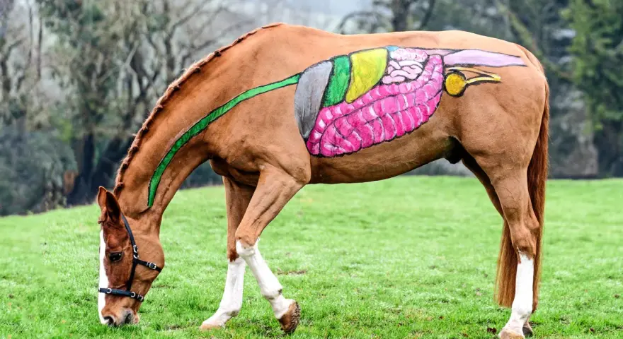 Ein braunes Pferd auf einer grünen Wiese, dessen Körper mit bunten Malereien von Pferde-Organen verziert ist.