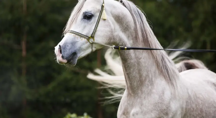 Edler **Araber Kopf** mit feiner Schnauze und elegantem Zaumzeug, im Hintergrund grüner Wald.