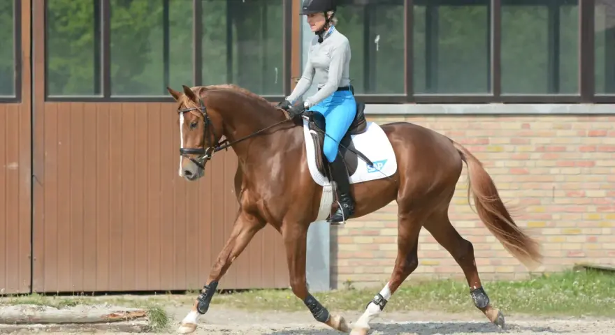 Reiterin in blauer Reithose und Helm übt Dressur mit braunem Pferd.