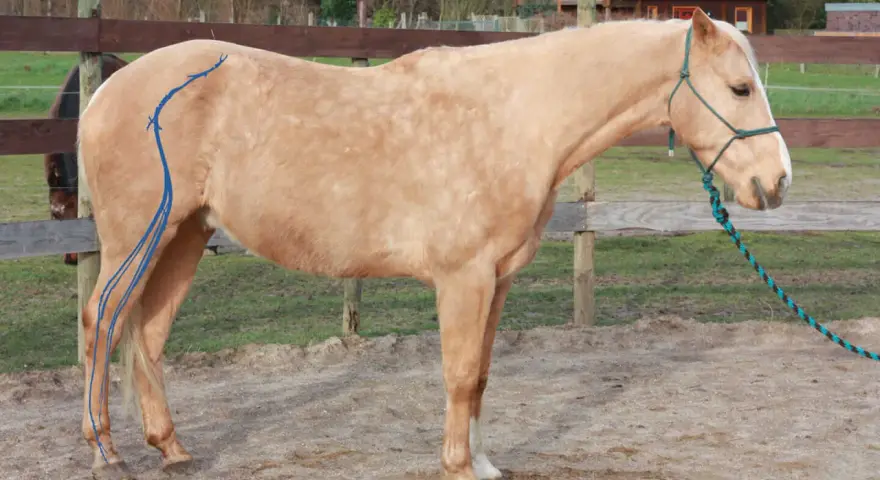 Ein isg pferd mit blauen Linien auf dem Hinterbein steht auf einem Reitplatz.