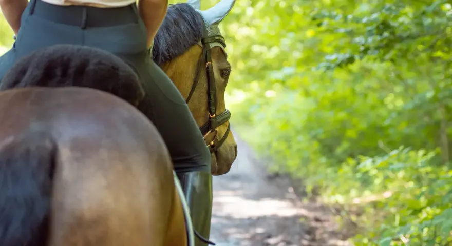 Reiterin auf einem braunen Pferd im Wald. Die Sitzschulung Reiten konzentriert sich auf eine harmonische Verbindung zwischen Reiter und Pferd.