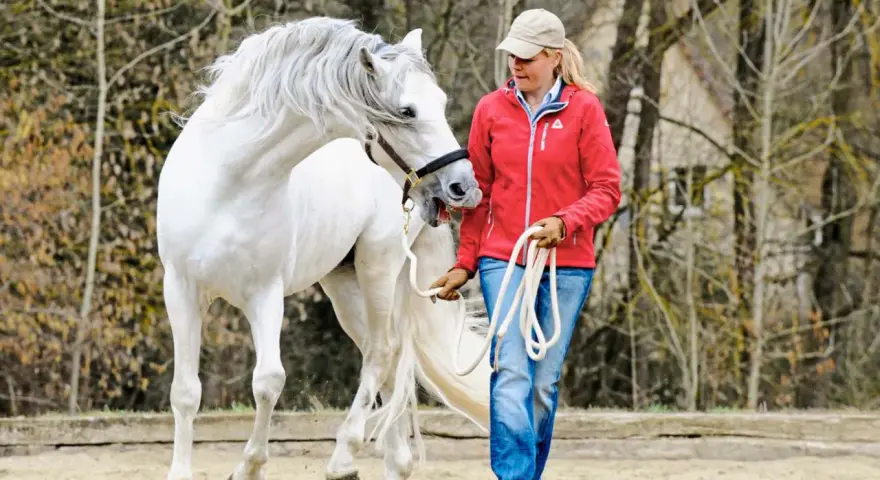 Ein weißes Pferd mit wallender Mähne schnappt nach seiner Reiterin, die es an der Longe führt.