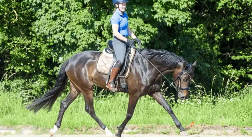 Reiterin auf einem dunklen Pferd mit langem, elegantem **hirschhals pferd**-ähnlichem Hals, im Freien auf einem Feld.