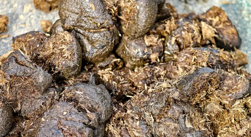 Haufen feuchter Pferdeäpfel, die auf Durchfall hindeuten. Vielleicht ein Hinweis auf natürliche Hausmittel für Pferde.