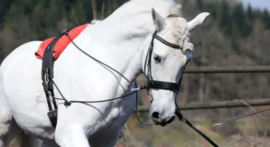 Ein weißes Pferd mit Zügeln und einem roten Sattelgurt. Verschiedene Ausbinder Arten sind hier zu sehen, die dem Pferd Halt geben.