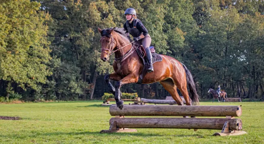 Reiterin mit Helm und Weste meistert mit ihrem braunen Pferd einen Sprung über ein Holzhindernis beim cross country reiten.