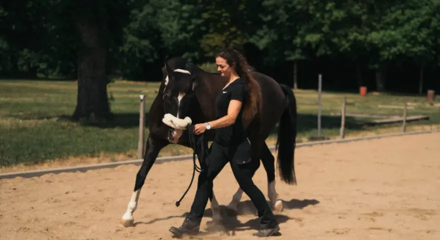 Frau führt braunes Pferd auf Sandplatz, bereit für Dressur reiten.