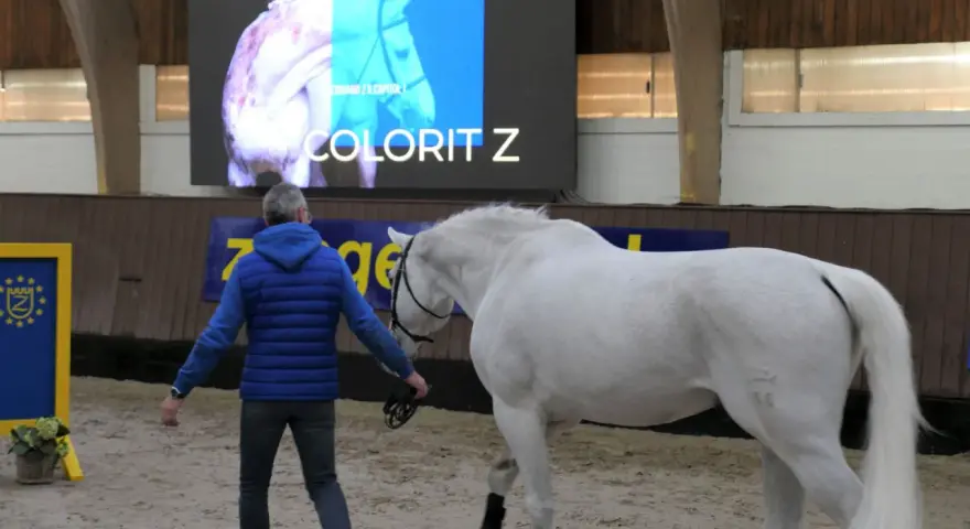 Ein Mann führt ein weißes Pferd. Auf dem Bildschirm im Hintergrund steht "COLORIT Z", eine bekannte Pferderasse mit Z.