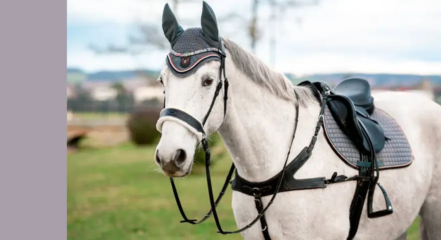 Ein weißes Pferd mit einem eleganten Zaumzeug und einer Satteldecke, bereit für den Ausritt.