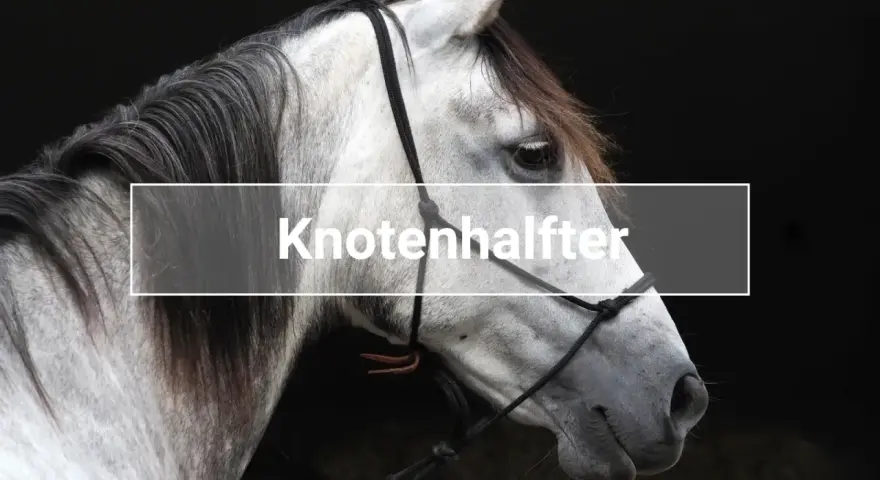 Ein graues Pferd mit einem Knotenhalfter.