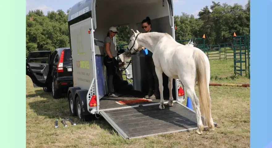 Ein weißes Pferd wird von zwei Frauen in einen Pferdeanhänger verladen.