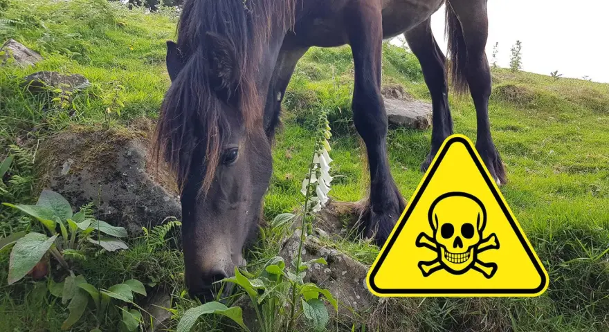 Ein Pferd frisst in der Nähe einer Fingerhutpflanze. Ein Warnschild mit Totenkopf weist auf die Gefahr einer Selenvergiftung bei Pferden hin.