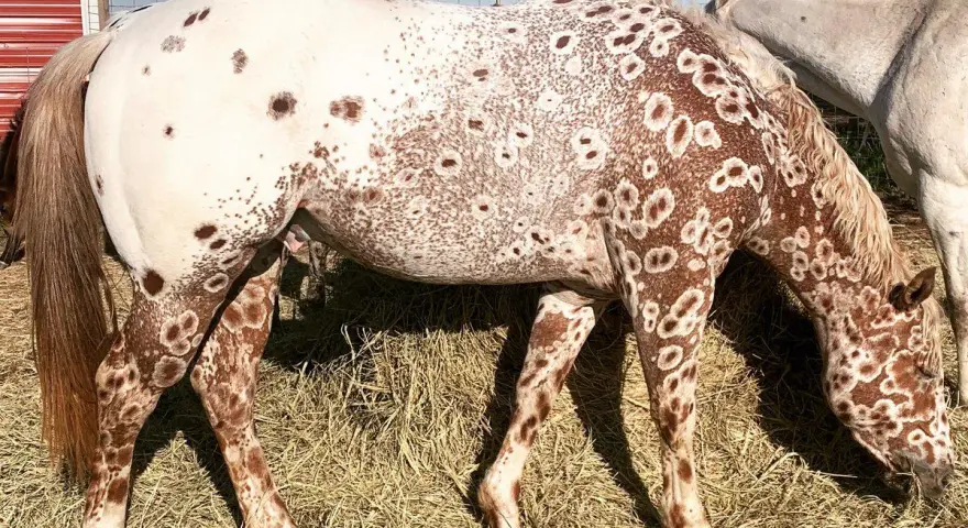 Ein Appaloosa-Pferd mit einzigartigen braunen Flecken auf weißem Fell, das auf einer Heuballenwiese frisst. Die Appaloosa-Farben sind atemberaubend.