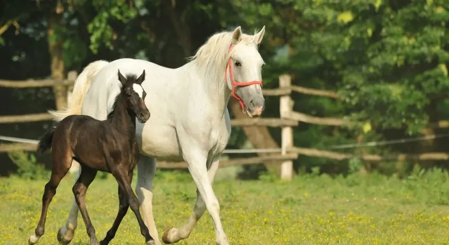 Ein braunes Fohlen neben einer weißen Lipizzaner-Stute auf einer blühenden Wiese. Die unterschiedlichen Lipizzaner Farben zeigen sich schon früh.