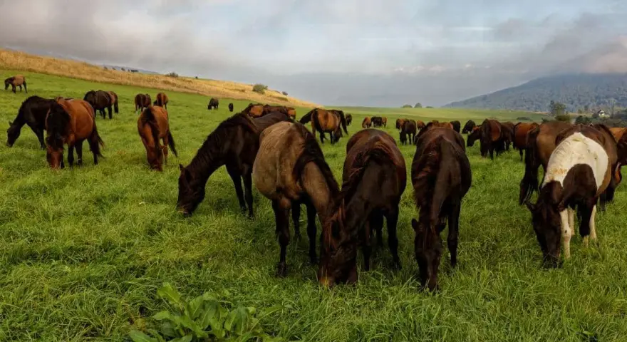 Eine Herde Huzulen Pferde grast friedlich auf einer saftigen grünen Wiese unter einem bewölkten Himmel.