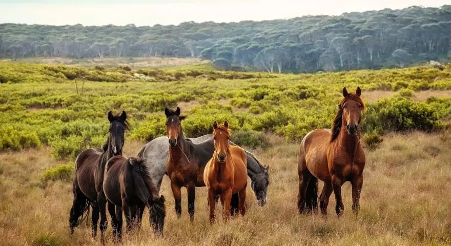 Eine Gruppe wilder Pferde, eine pferderasse mit u.a. braunen und schwarzen Tieren, steht auf einer sonnigen Wiese vor einem Wald.