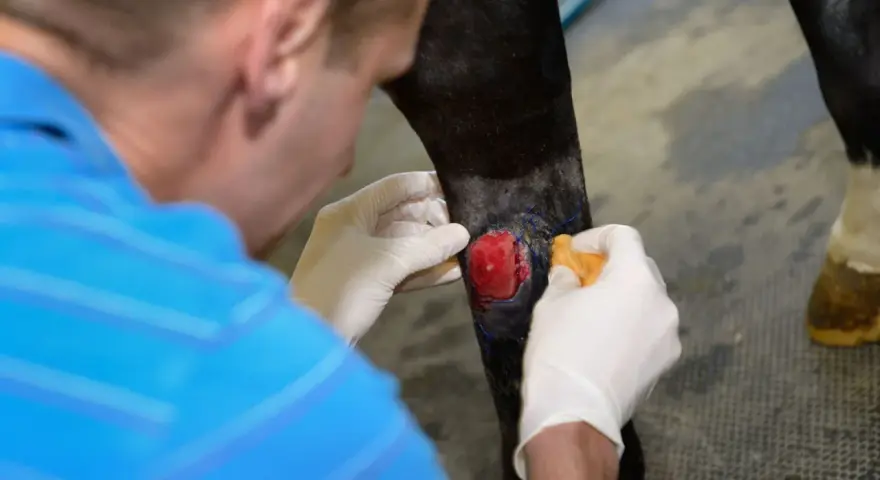 Tierarzt behandelt eine Wunde am Bein eines Pferdes. Das rote, fleischige Gewebe deutet auf eine tiefe Verletzung hin, die sorgfältige Pflege benötigt, um wildes Fleisch zu vermeiden.