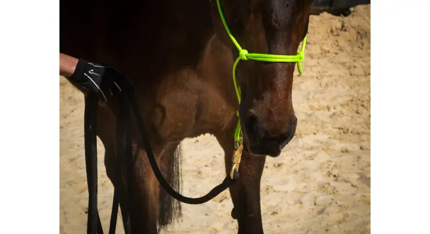 Ein Pferd mit einem neongrünen Knotenhalfter wird für das Longieren vorbereitet. Eine Hand in einem Handschuh hält die schwarze Longe.